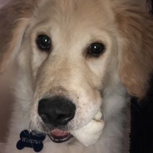 Meet your Posher, Peyton